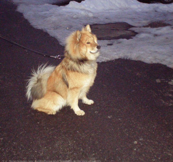 Photo d'Eurasier