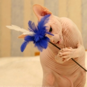 Photo de Sphynx