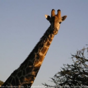 Photo de Girafe