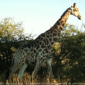 Photo de Girafe