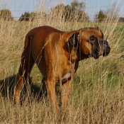 Photo de Boxer