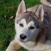 Photo de Husky siberien