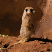 Photo de Suricate