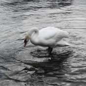 Photo de Cygne