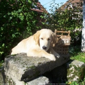 Photo de Golden retriever