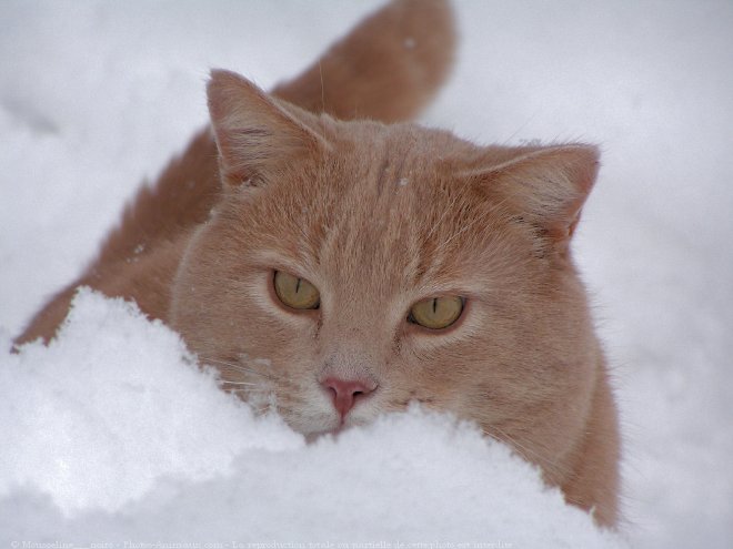 Photo de Chat domestique