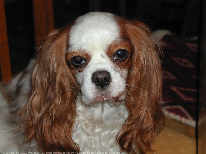 Photo de Cavalier king charles spaniel