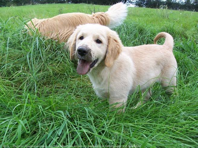 Photo de Golden retriever