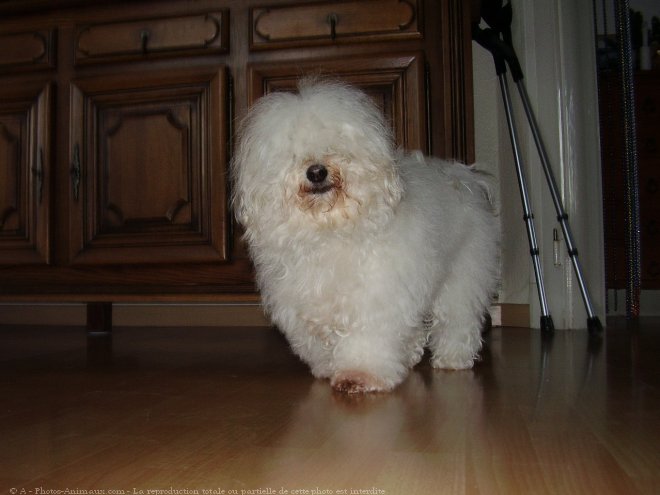 Photo de Coton de tulear