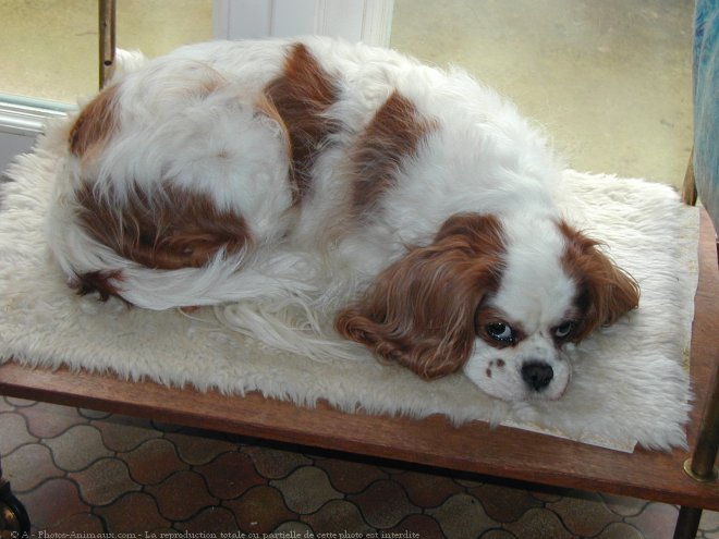 Photo de Cavalier king charles spaniel