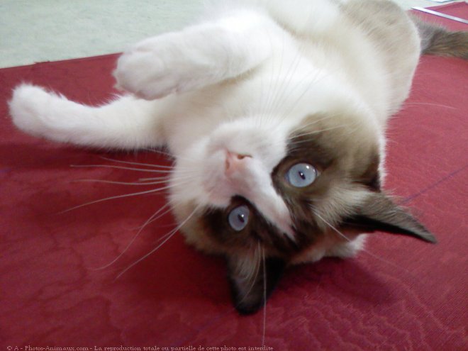 Photo de Ragdoll