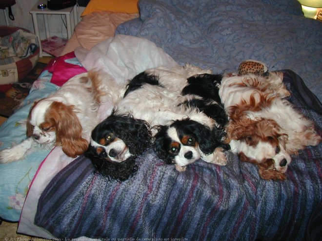 Photo de Cavalier king charles spaniel