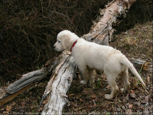 Photo de Golden retriever