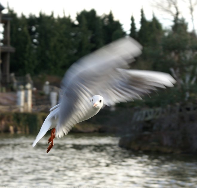 Photo de Mouette