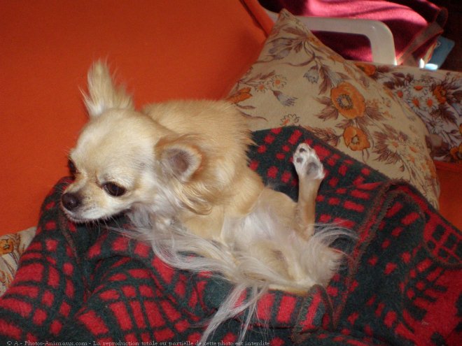 Photo de Chihuahua  poil long