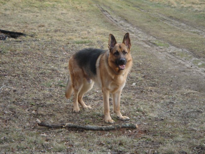 Photo de Berger allemand  poil court