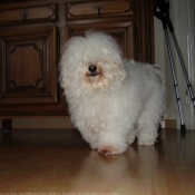 Photo de Coton de tulear