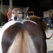 Photo de Jack russell terrier