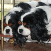 Photo de Cavalier king charles spaniel