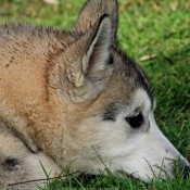 Photo de Husky siberien