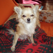 Photo de Chihuahua  poil long