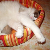 Photo de Ragdoll