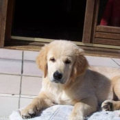 Photo de Golden retriever