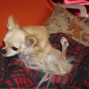 Photo de Chihuahua  poil long