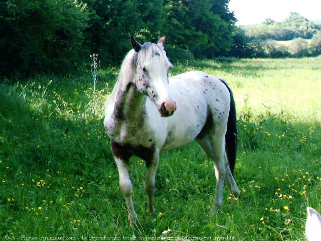 Photo d'Appaloosa