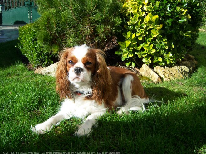 Photo de Cavalier king charles spaniel