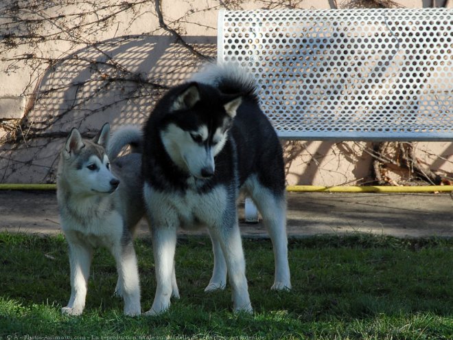 Photo de Husky siberien