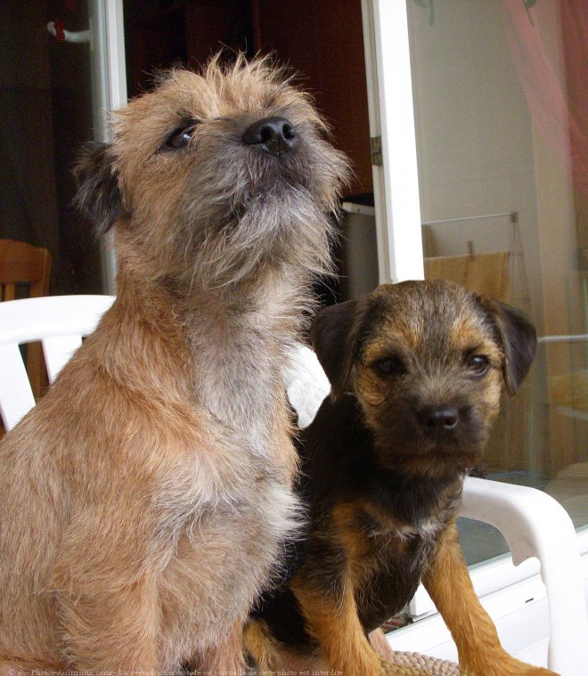 Photo de Border terrier