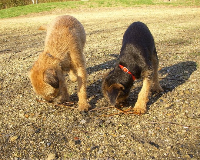 Photo de Border terrier