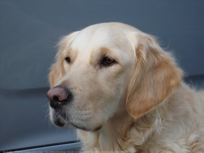 Photo de Golden retriever