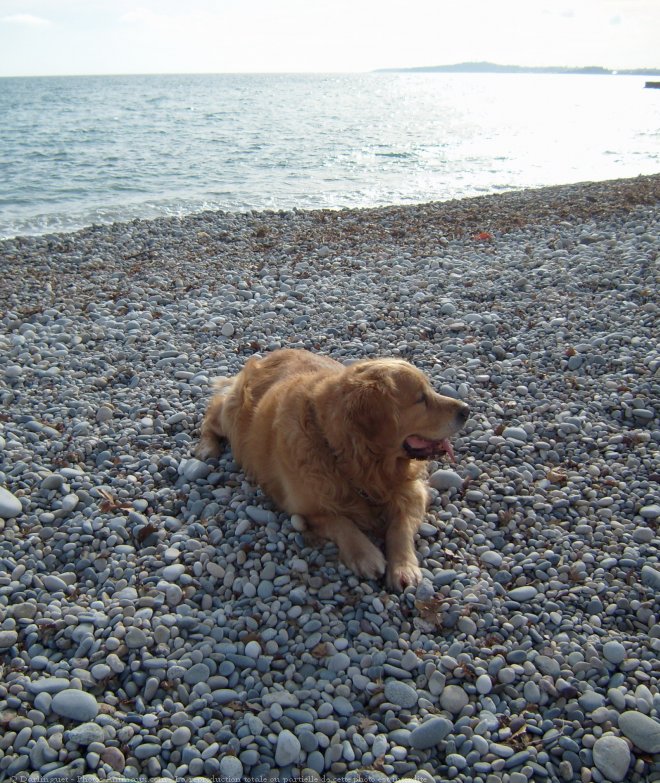 Photo de Golden retriever