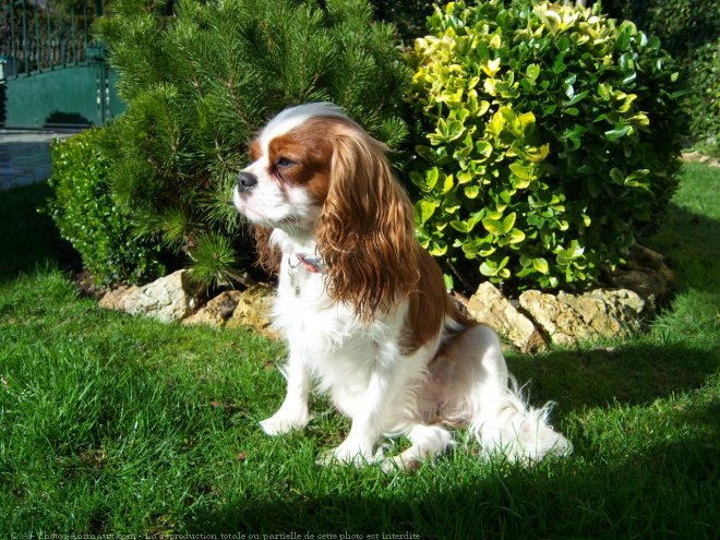 Photo de Cavalier king charles spaniel