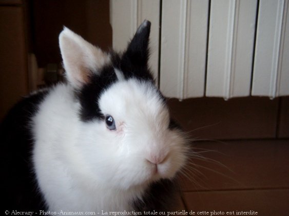 Photo de Lapin