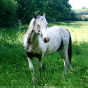 Photo d'Appaloosa