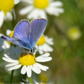 Photo de Papillon - le bel argus