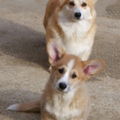 Photo de Welsh corgi pembroke