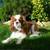 Photo de Cavalier king charles spaniel