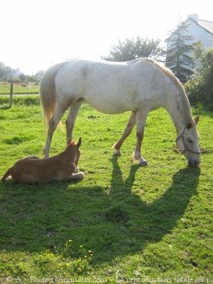 Photo de Races diffrentes