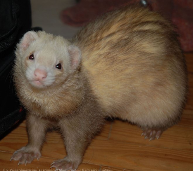 Photo de Furet