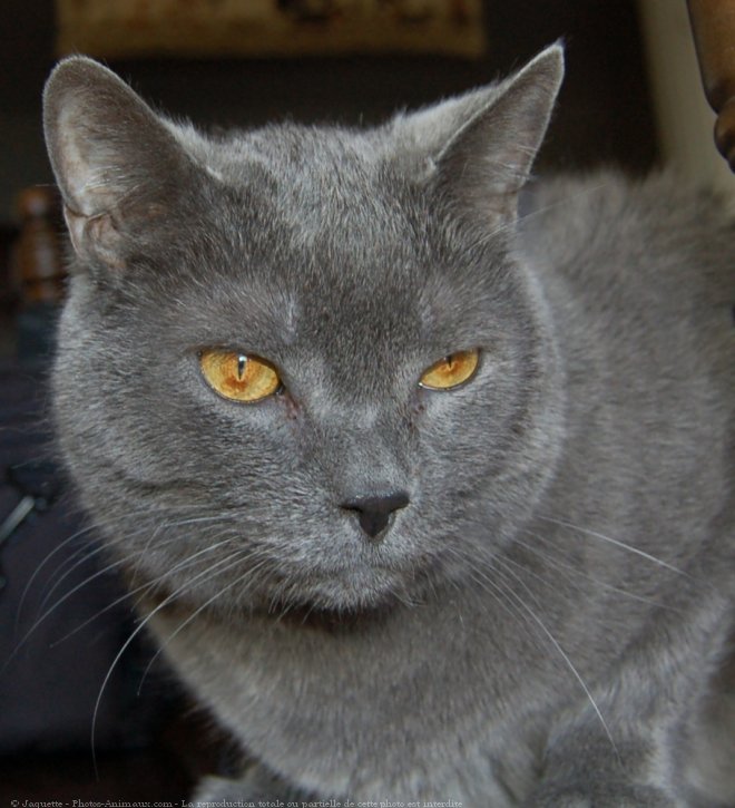 Photo de Chartreux