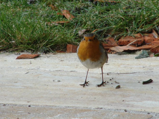 Photo de Rouge gorge