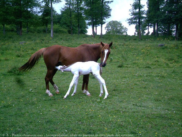 Photo d'Appaloosa