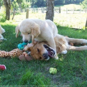 Photo de Golden retriever