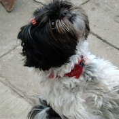 Photo de Shih tzu