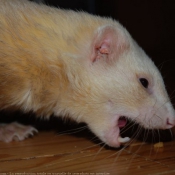 Photo de Furet