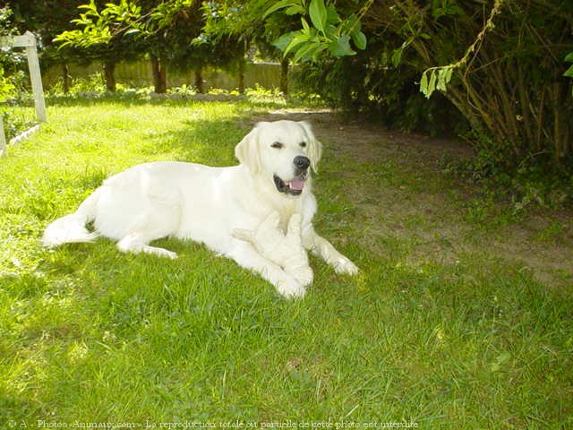 Photo de Golden retriever